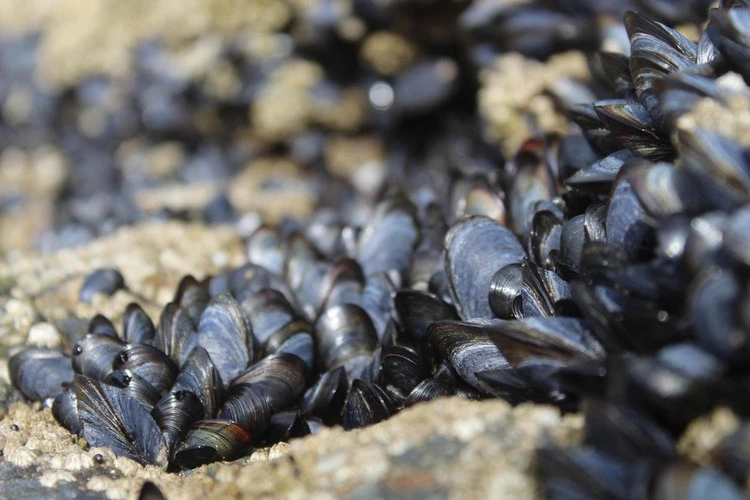 Blue mussel