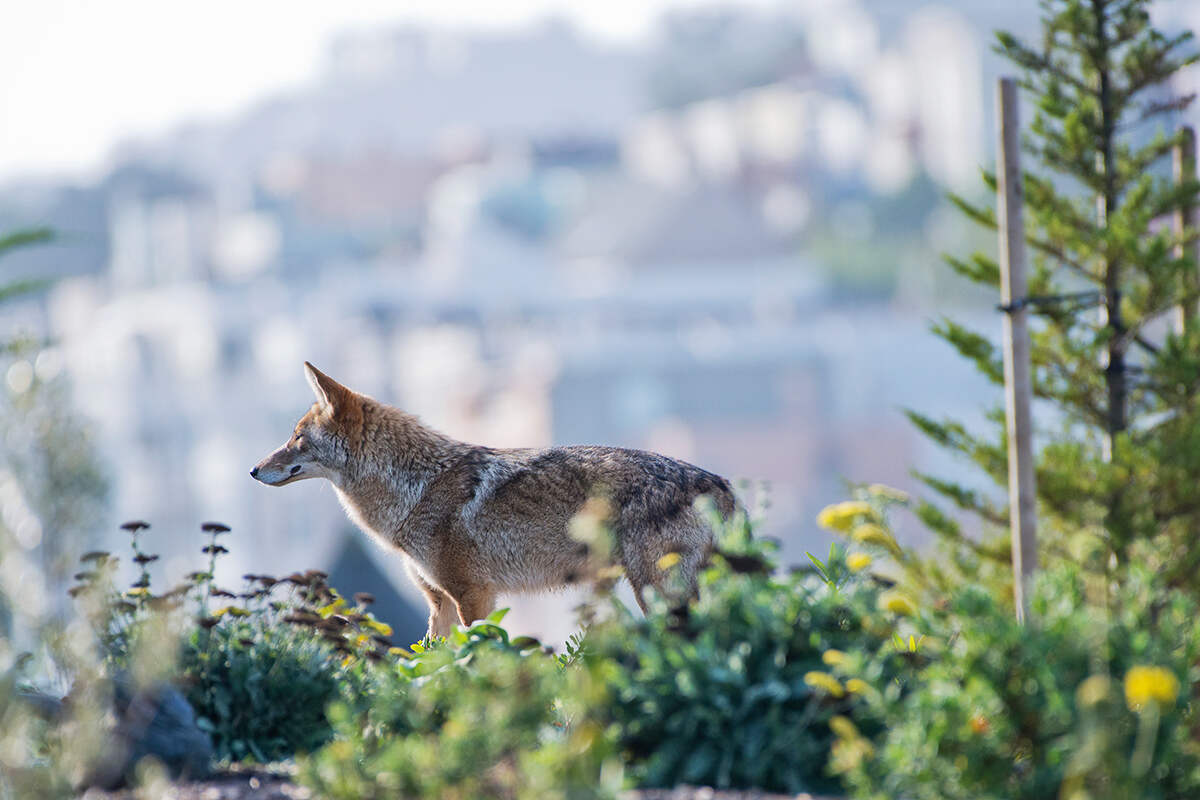 An urban coyote surrounded by greenery