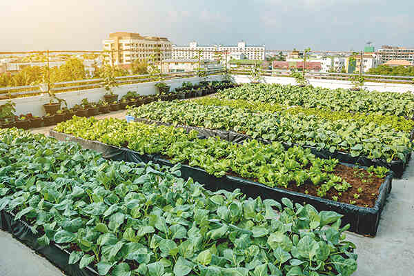 The rise and benefits of urban farming