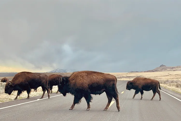 Bison in Antelope Island State Park