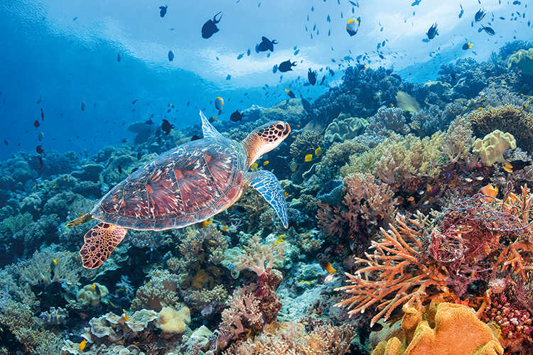 A turtle swims above a reef in wakatobi