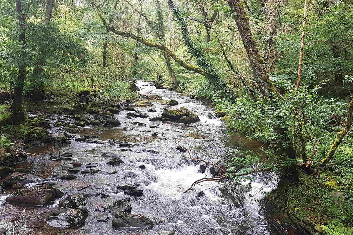 A river running through a Celtic rainforest on the banks of the Afon Einion
