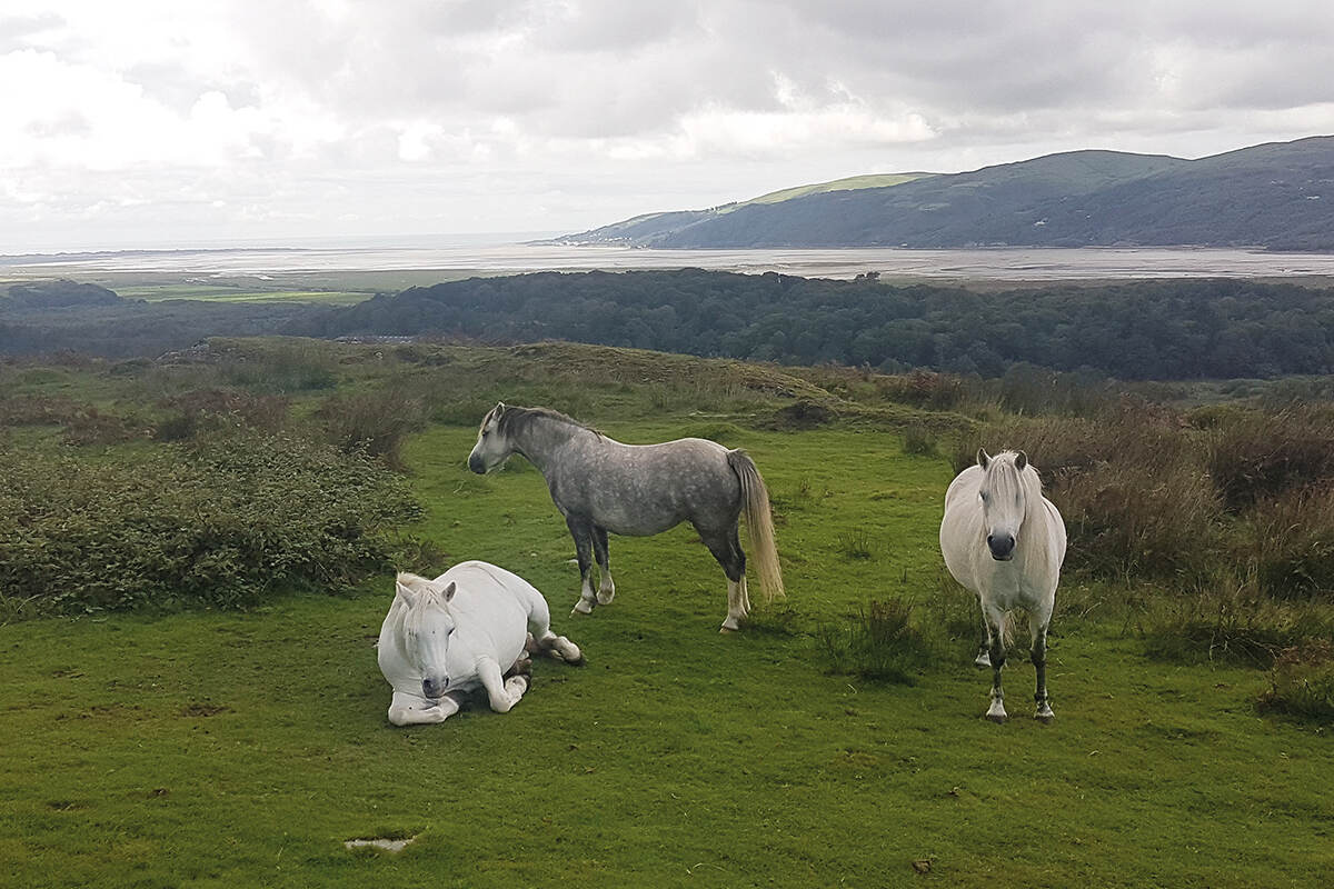 Three horses relax in a grassy field at the Dyfi Estury on the Wales Coast Path