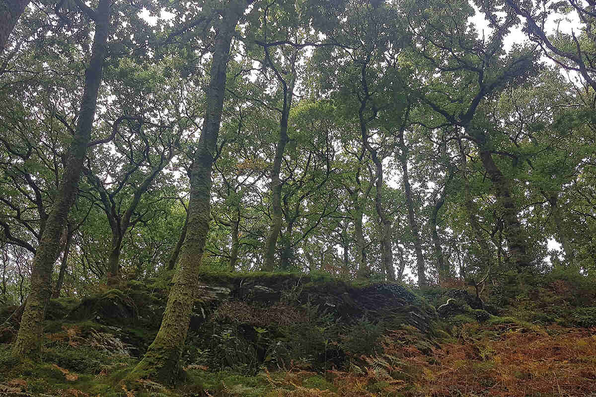 A celtic rainforest near Coed Cwm Enion