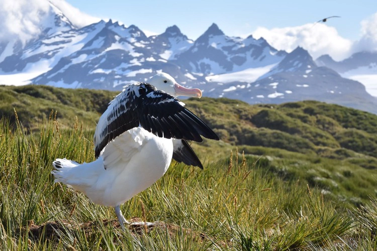 Nesting wandering albatross. 