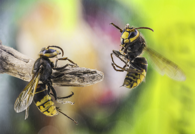Why insects are disappearing and what it means for our future