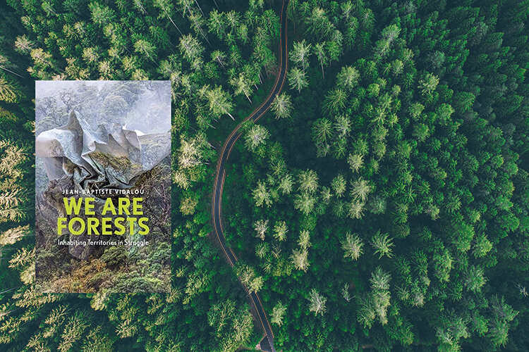 A road snakes through a pine forest in Canada