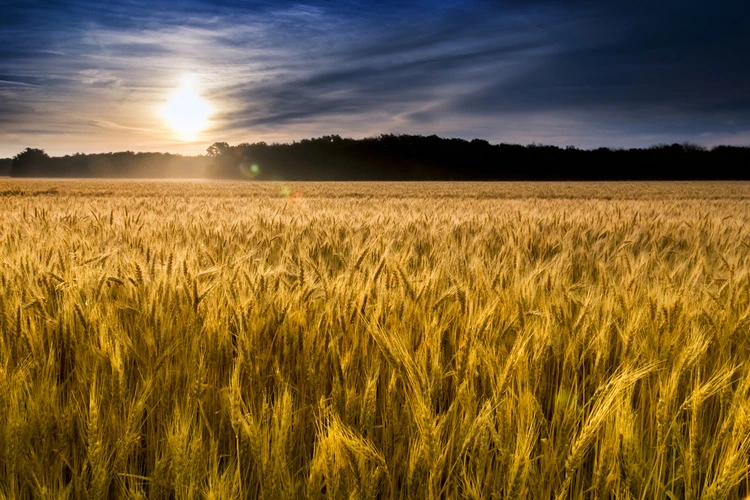 This field of wheat in central Kansas is nearly ready for harvest. An unusual misty morning added misty drops to the wheat stalks. Focus is on wheat closest in foreground.