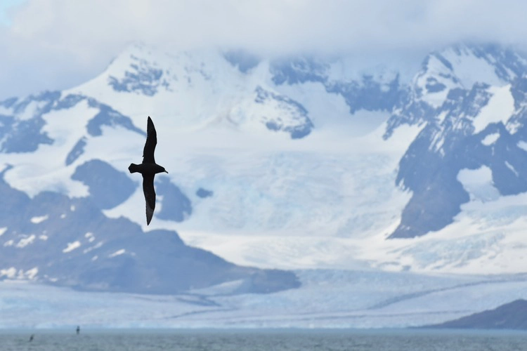 A white-chinned petrel in flight against an icy mountain backdrop.