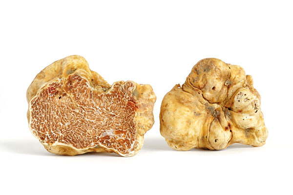 Unravelling the mystery of the white truffle