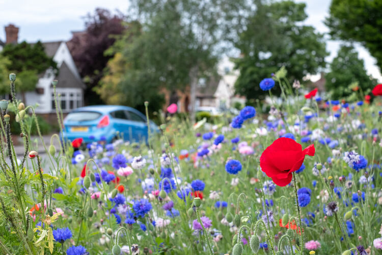 Wildflowers