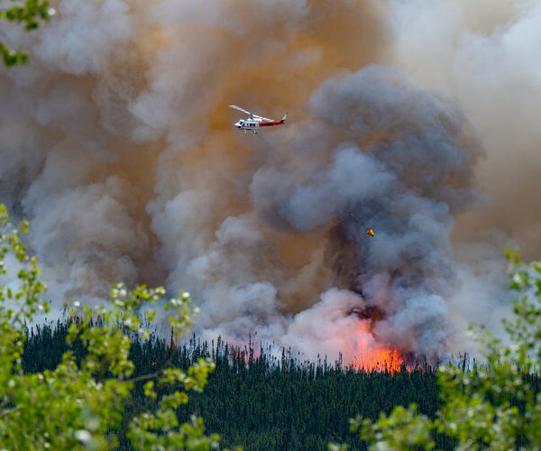 Report paints a mixed picture for worldwide deforestation rates