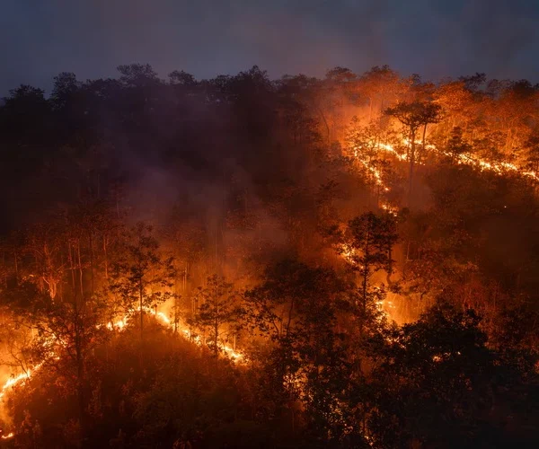 Bushfires in tropical forest release carbon dioxide (CO2) emissions and other greenhouse gases (GHG) that contribute to climate change.