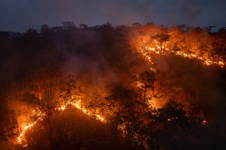 Bushfires in tropical forest release carbon dioxide (CO2) emissions and other greenhouse gases (GHG) that contribute to climate change.