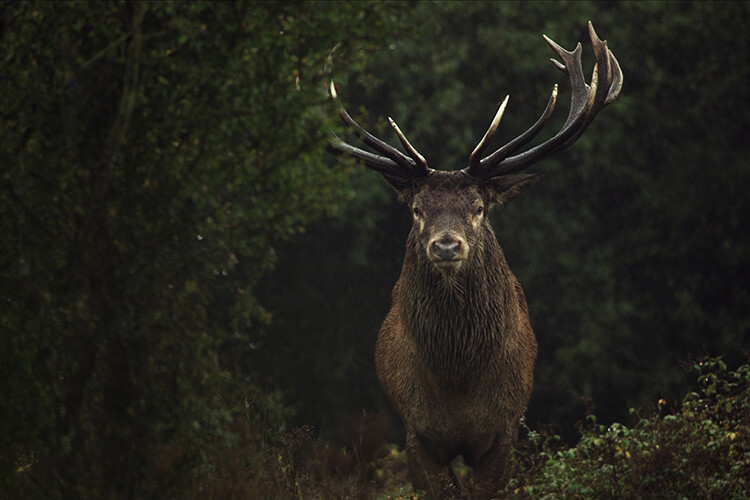 A red deer stag – part of the Knepp rewilding experiment