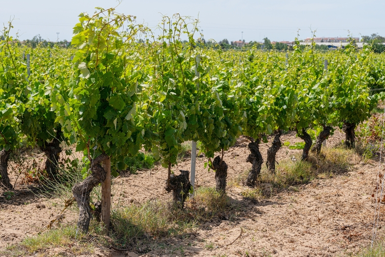 Wine vineyards