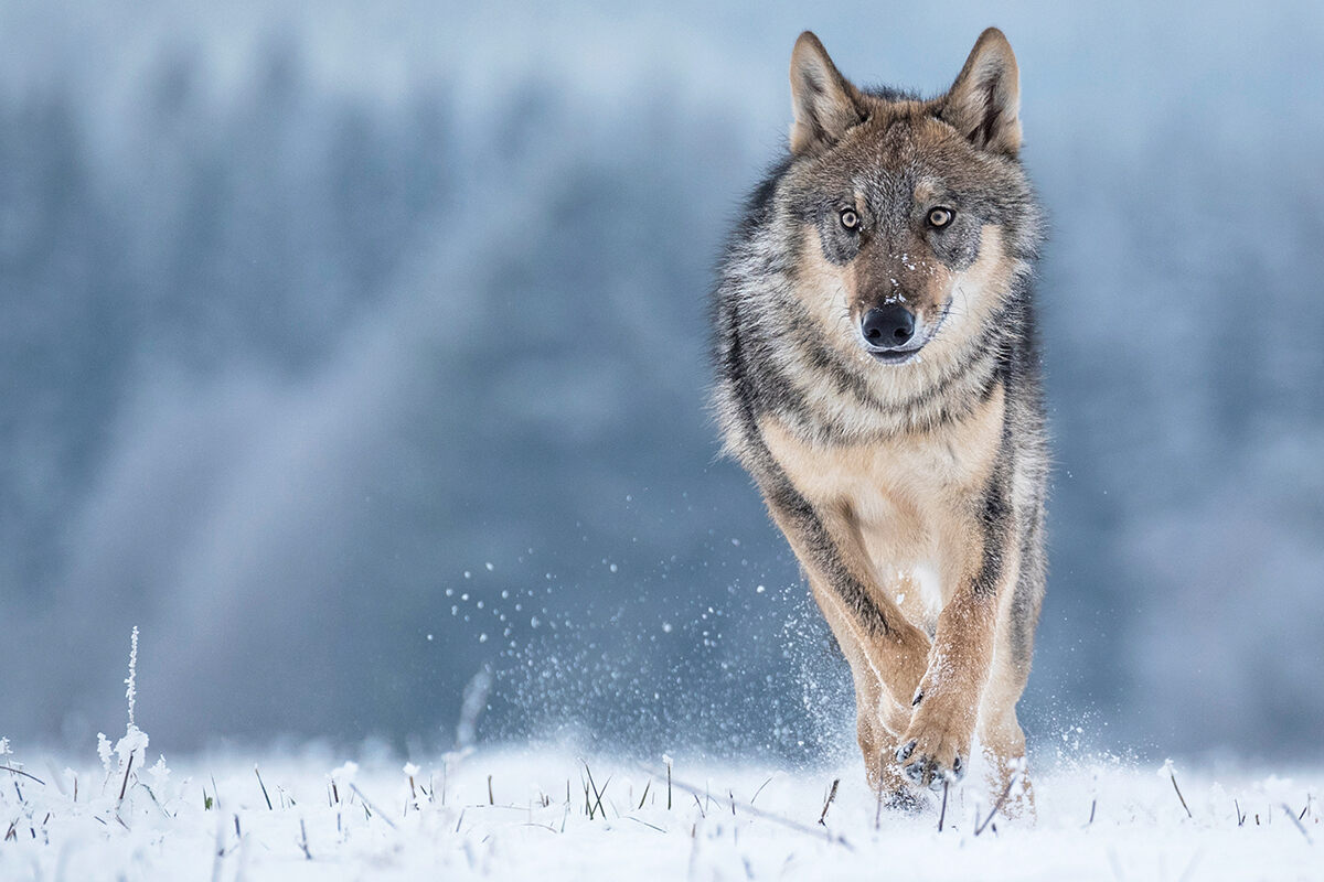 A grey wolf runs through a snowy landscape