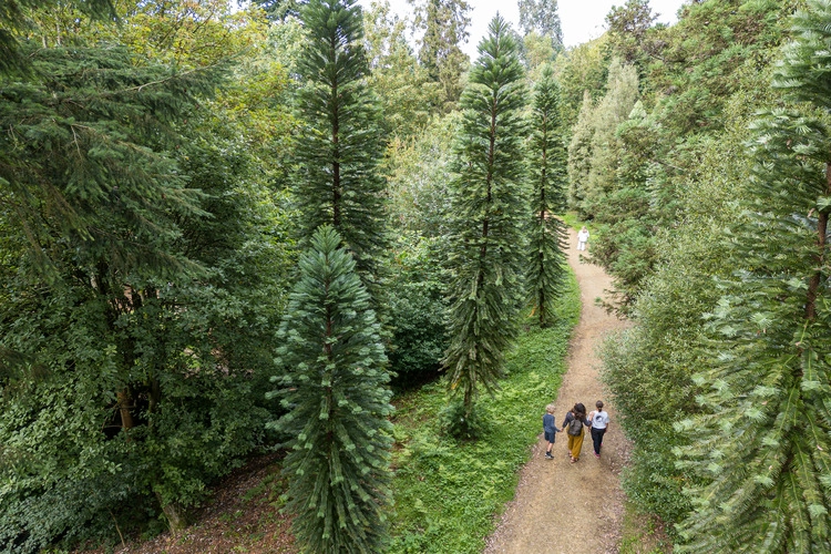 An aerial shot of Wollemi pines.