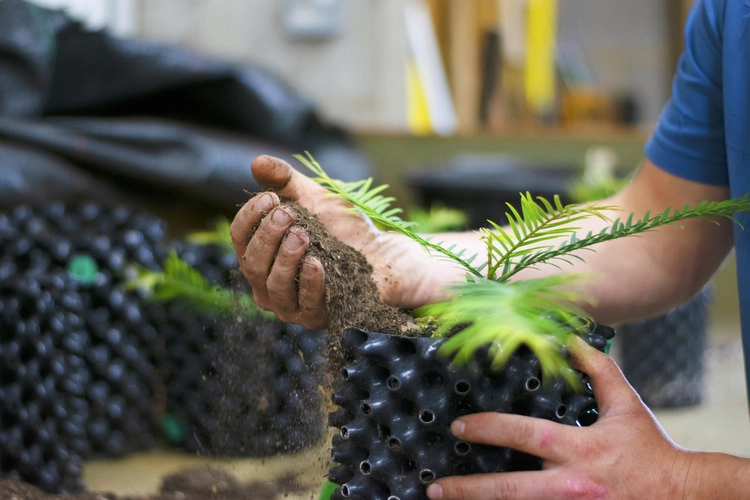 Person potting a small Wollemi pine.