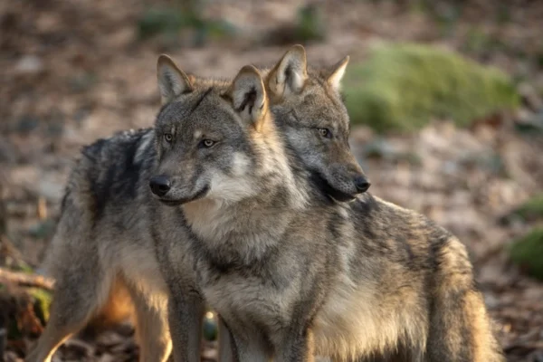 Eurasian wolves in the forest.
