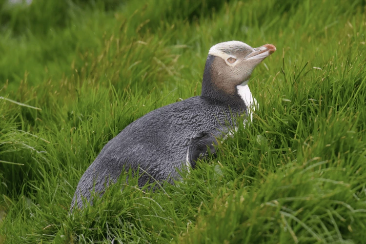 Yellow-eye penguin