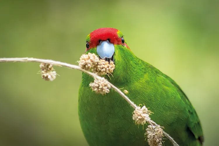 a kākāriki, a native parakeet