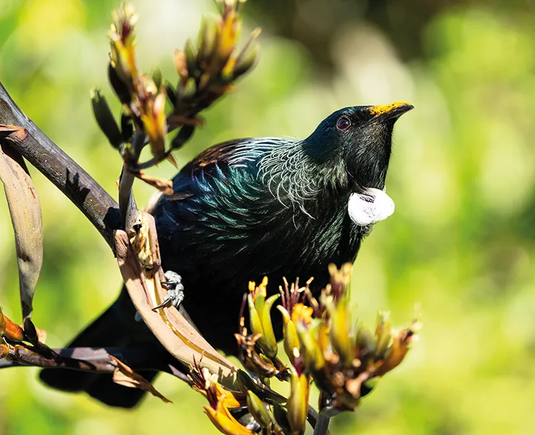 tūī, which has a distinctive whistling call