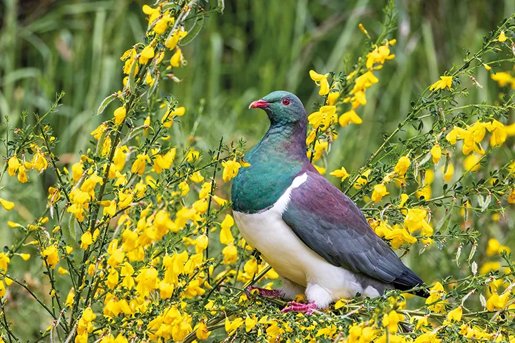 kererū, renowned for getting drunk from eating fermented fruit