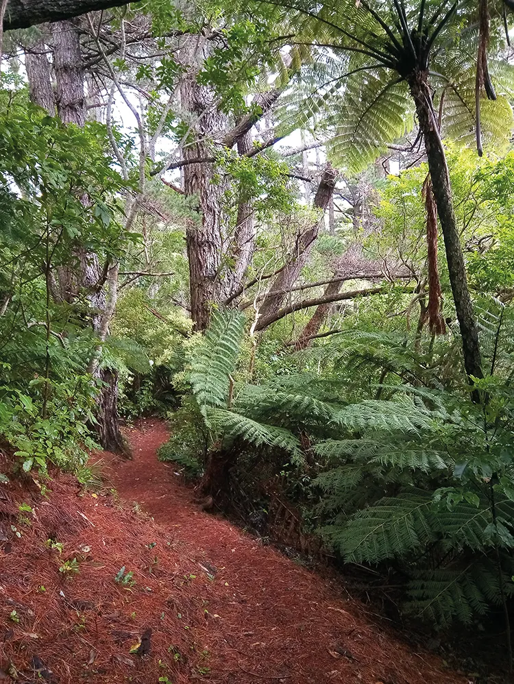 A path through Zealandia