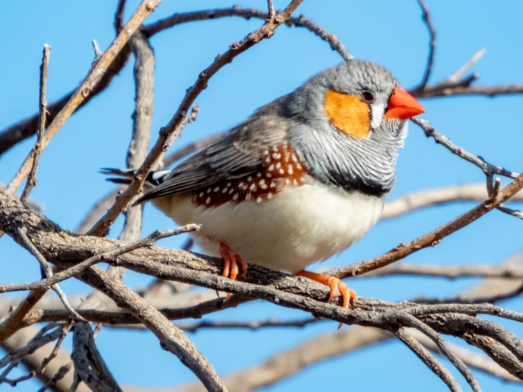 Zebra finch in tree