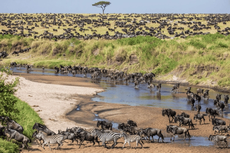 A plain with zebras and wildebeest.