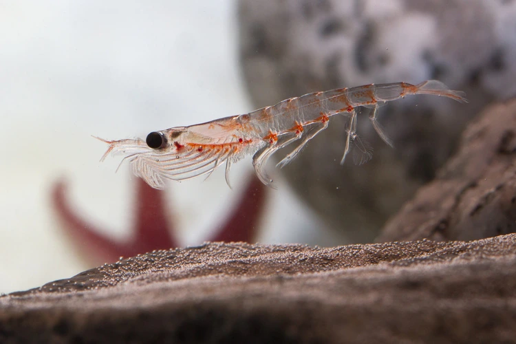 Antarctic krill, which floats in the water near the rocks