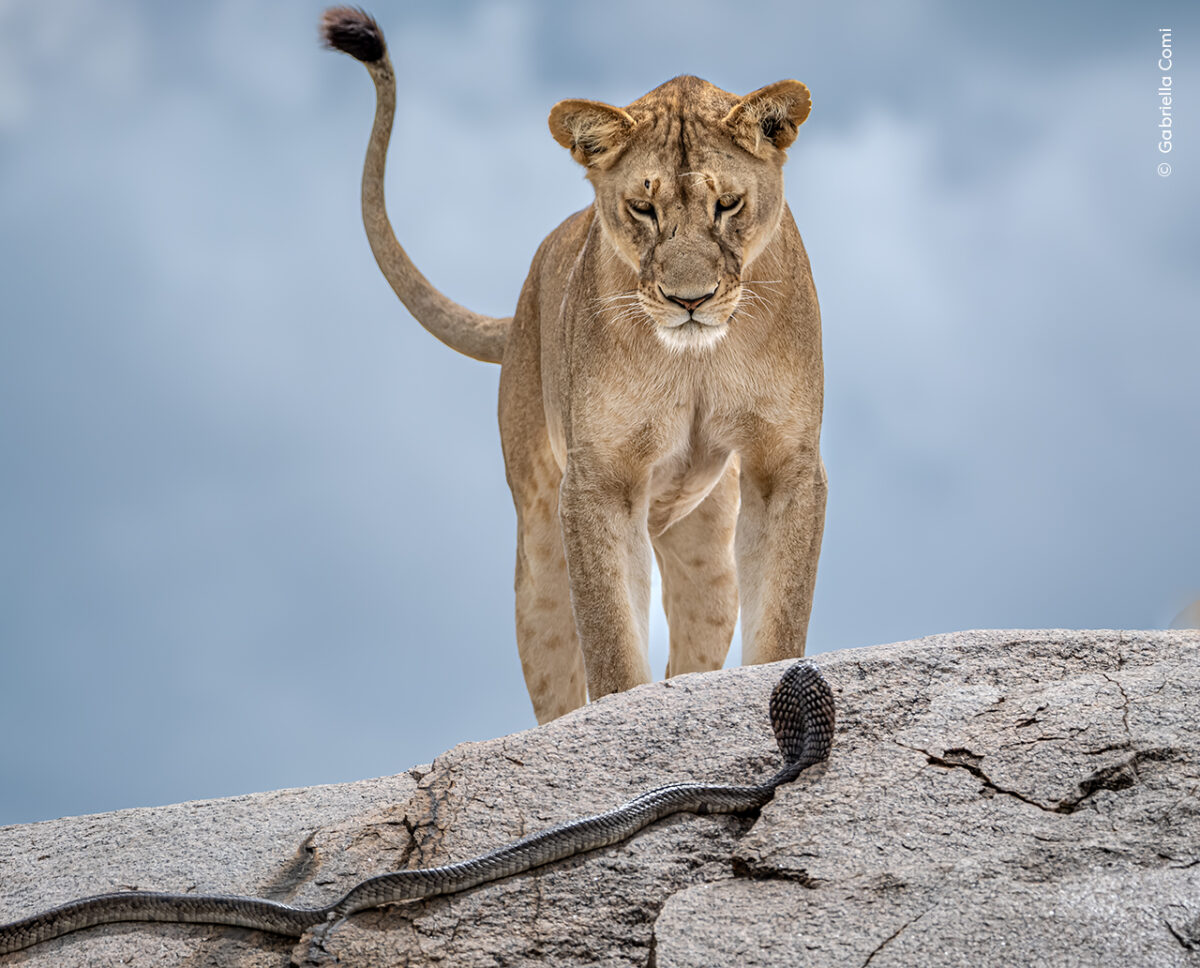 Energy levels among the lions were low in the scorching midday sun. Gabriella and her guide, David, were about to move on when David spotted movement – a cobra was slithering towards two sleeping lions. Within seconds, the eldest of the pair was facing down the venomous intruder. Tanzania’s Serengeti National Park is renowned for its large population of lions, with around 3,000 individuals living there. Lions are estimated to sleep for up to 20 hours a day to conserve energy.