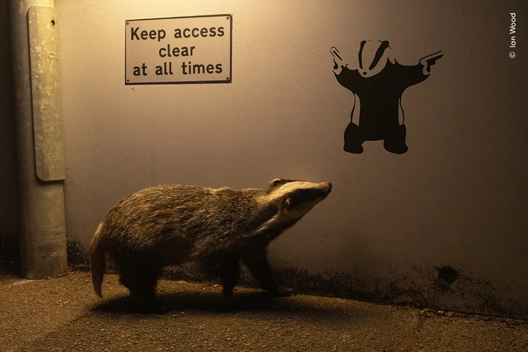 n ambling Eurasian badger appears to glance up at badger graffiti on a quiet road in St Leonards-on-Sea, England, UK. Residents had been leaving food scraps on the pavement for foxes. But Ian noticed that badgers from a nearby sett were also coming to forage. After seeing a badger walking along the pavement by this wall late one night, he decided to photograph it. He set up a small hide on the edge of the road to take his picture. Only the light from a lamppost illuminated the creature as it ambled along, seemingly glancing up at the badger graffiti just in front of it.