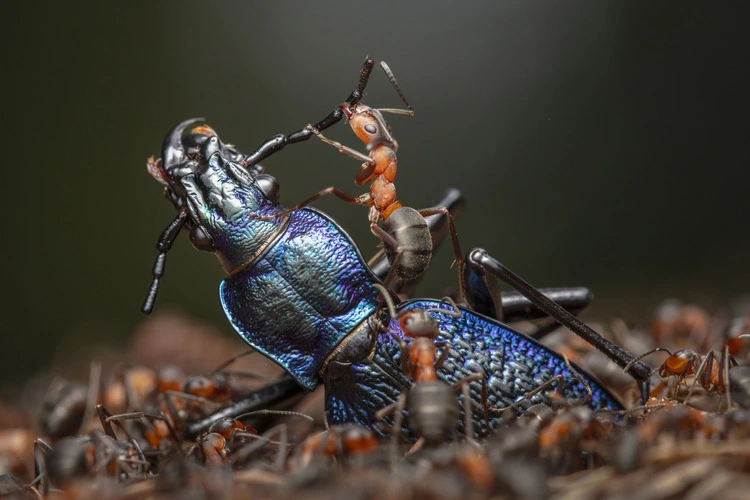 Ingo Arndt documents the efficient dismemberment of a blue ground beetle by red wood ants, category winner for Wildlife Photographer of the Year