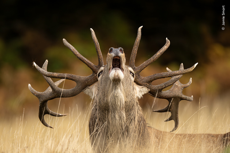 Wildlife Photographer of the Year – best photos so far
