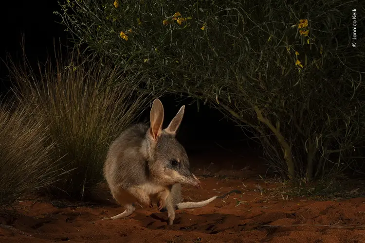 Jannico Kelk illuminates a ninu, with the wire grass and shrubs behind it providing a frame against the darkness. 