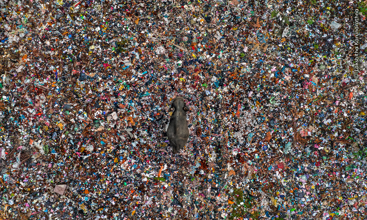 For over three years, Lakshitha has documented human–elephant conflict in Sri Lanka. This image is the result of months of meticulous observation at two open rubbish tips, where herds regularly forage. Around 20 elephants died over an eight-year period at a single site in Ampara after consuming indigestible food wrappers and other plastic waste. Alongside global efforts to reduce plastic use, conservationists stress the urgent need to secure landfills and prevent wildlife from accessing harmful materials.