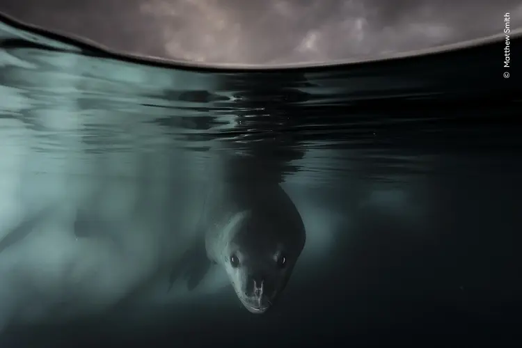 Matthew Smith carefully photographs a curious leopard seal beneath the Antarctic ice, category winner for Wildlife Photographer of the Year