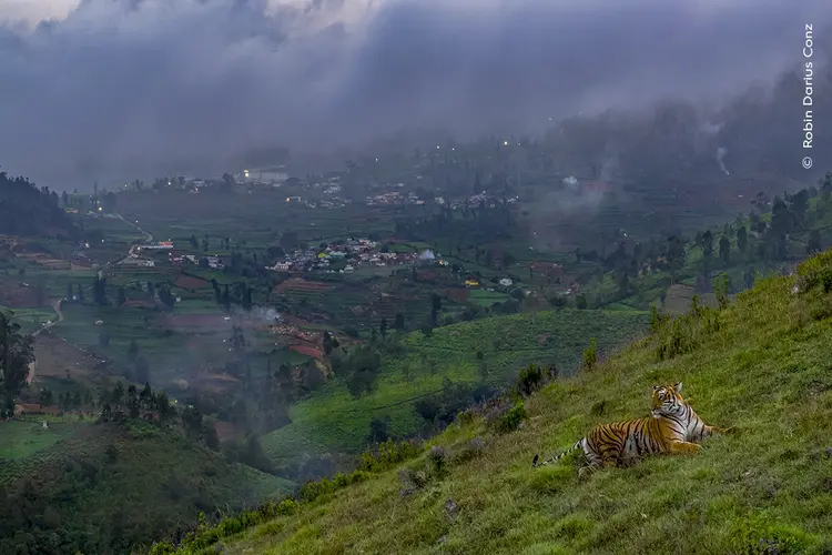 
Robin Darius Conz watches a tiger on a hillside against the backdrop of a town where forests once grew. 