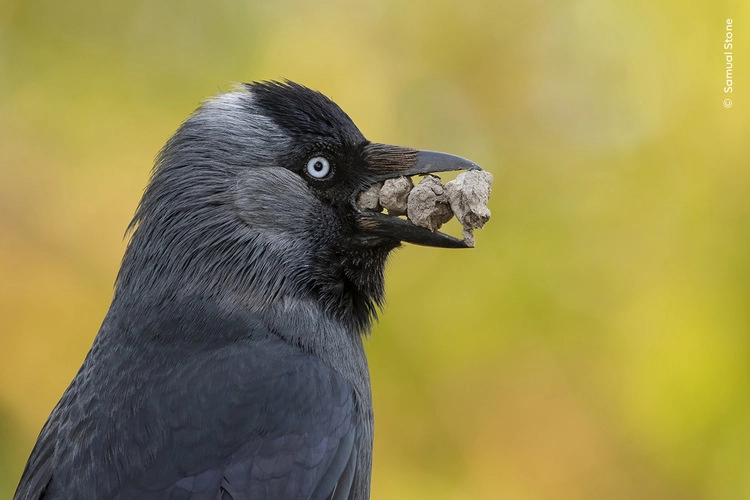 Samual Stone watches as a jackdaw brings stones to its nest. 