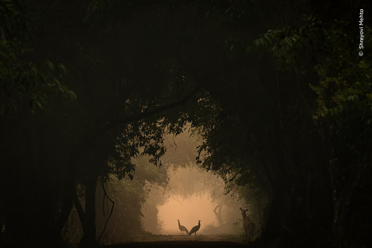 Shreyovi Mehta finds two Indian peafowl ‘looking perfect for a picture’. 