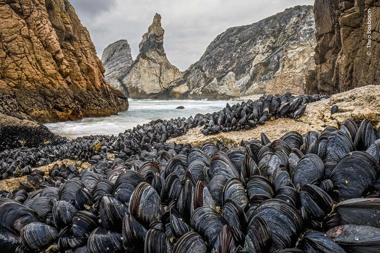 Theo Bosboom shows how mussels bind together to avoid being washed away from the shoreline, , a Highly Commended photography in the 2024 Wildlife Photographer of the Year Awards.