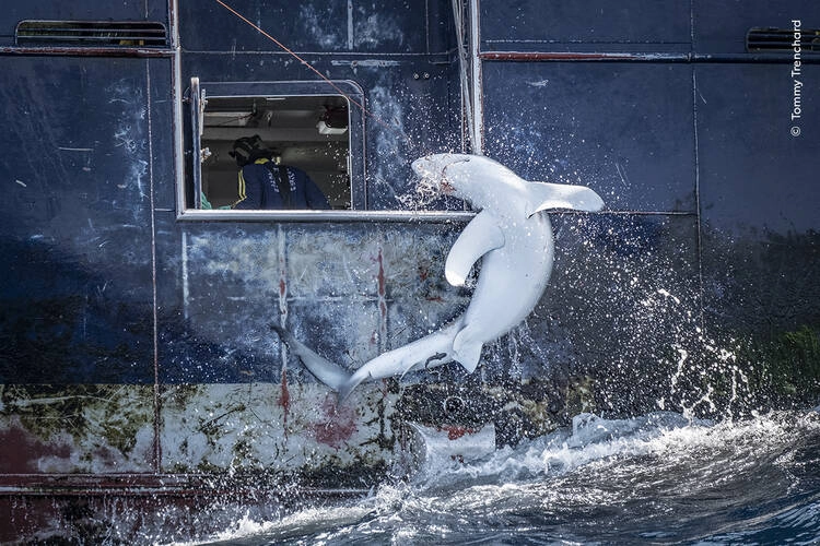 Tommy Trenchard documents the bycatch of a requiem shark, its body arched in a final act of resistance, a Highly Commended photography in the 2024 Wildlife Photographer of the Year Awards.