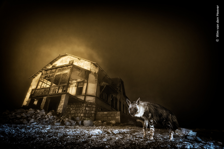 Ghost Town Visitor by Wim van den Heever, South Africa Winner, Urban Wildlife Wildlife Photographer of the Year 2025 Wim van den Heever (South Africa) photographs this haunting scene of a brown hyena among the skeletal remains of a long-abandoned diamond mining town.