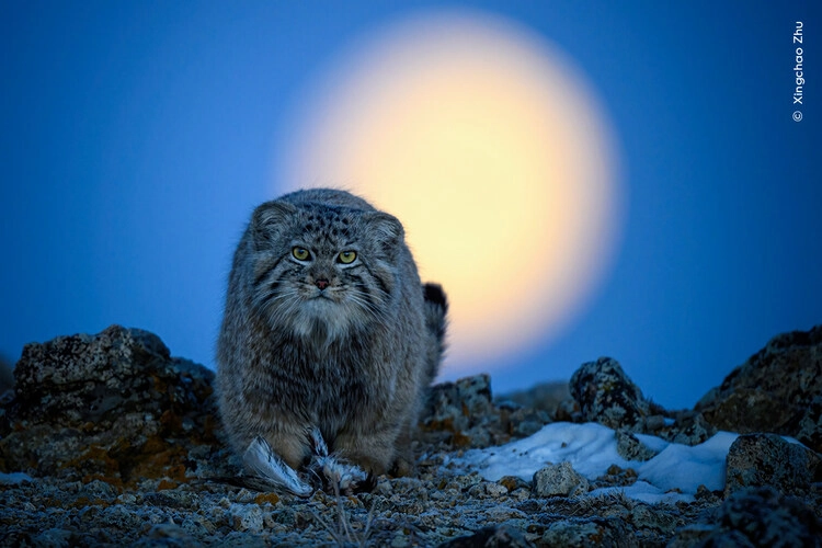 Xingchao Zhu comes face to face with a Pallas’s cat as the moon sets, , a Highly Commended photography in the 2024 Wildlife Photographer of the Year Awards.